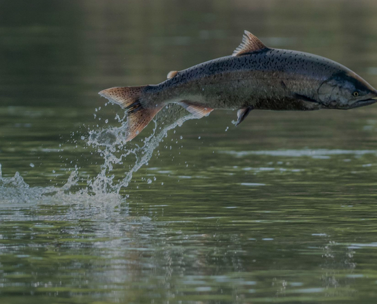 Arctic Char jumping out of the water