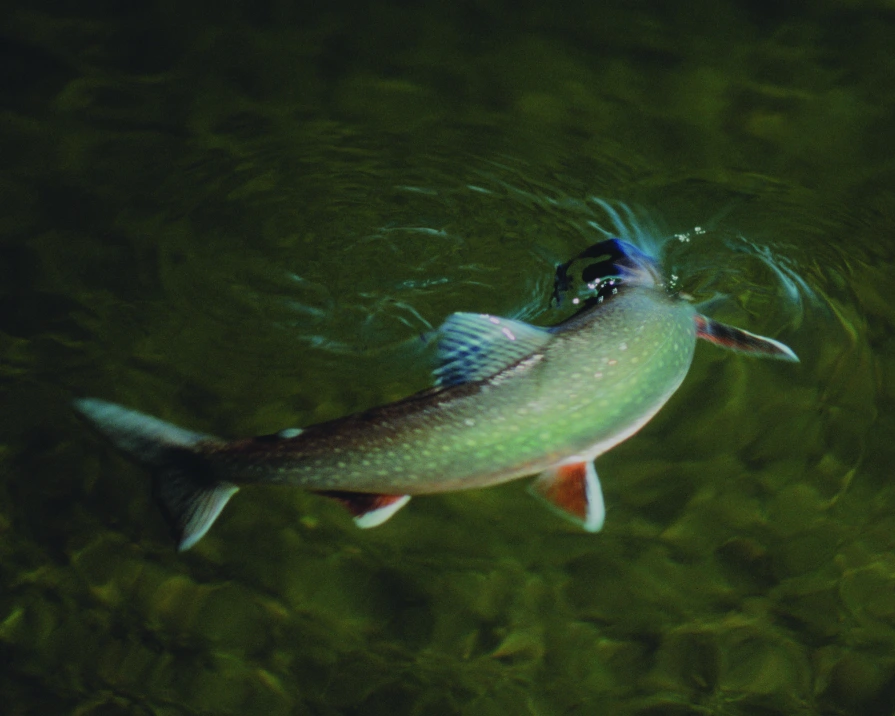 One Arctic Char in water